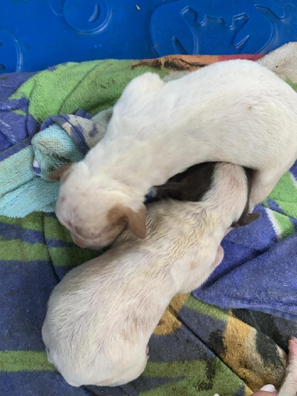 DROPPERS FOR SALE English Pointer