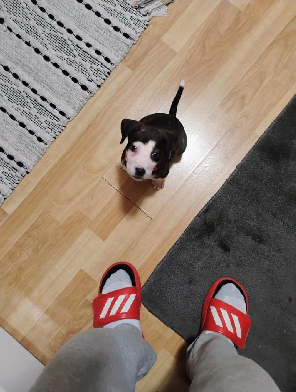 LULU American Pit Bull Terrier