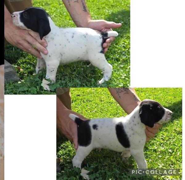 GERMAN SHORTHAIR POINTERS AKC REGISTERED German Shorthaired Pointer
