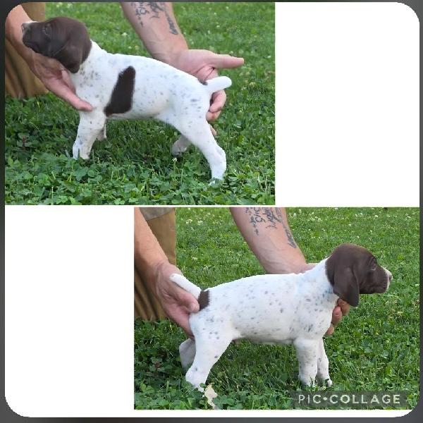 GERMAN SHORTHAIR POINTERS AKC REGISTERED German Shorthaired Pointer