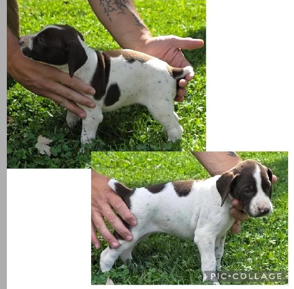 GERMAN SHORTHAIR POINTERS AKC REGISTERED German Shorthaired Pointer