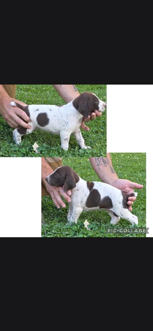 GERMAN SHORTHAIR POINTERS AKC REGISTERED German Shorthaired Pointer