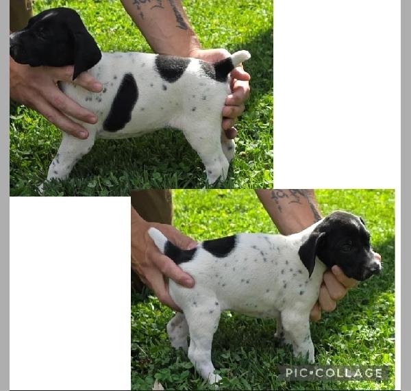 GERMAN SHORTHAIR POINTERS AKC REGISTERED German Shorthaired Pointer