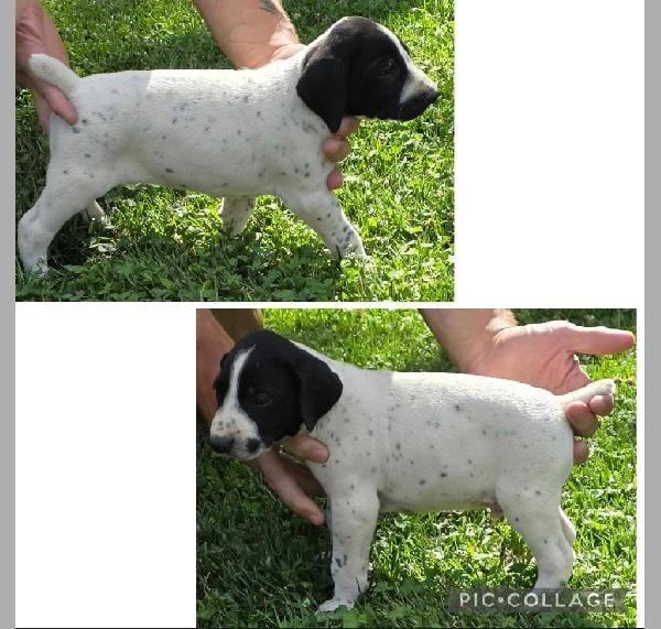 GERMAN SHORTHAIR POINTERS AKC REGISTERED German Shorthaired Pointer