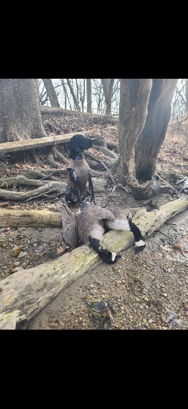 GERMAN SHORTHAIR POINTER German Shorthaired Pointer
