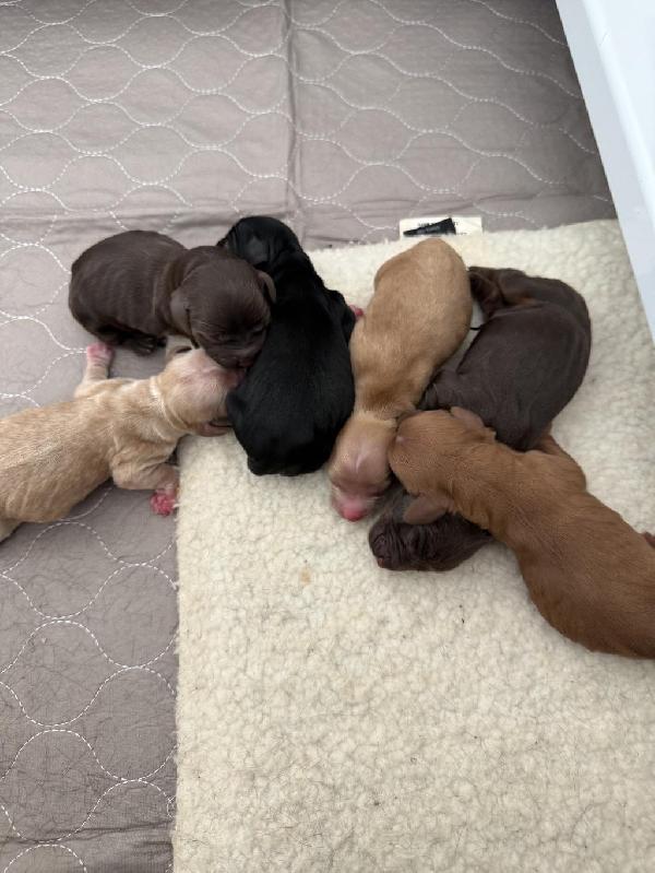 ALLEN ENGLISH COCKER SPANIEL PUPPIES English Cocker Spaniel
