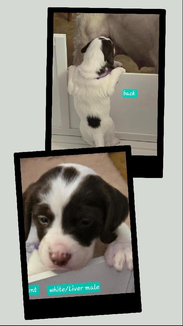 BRITTANY PUPPIES W/L W/O FC BLOODLINES American Brittany