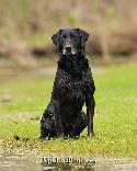 AKC/UKC BLACK LAB PUPPIES EXCELENT PEDIGREES