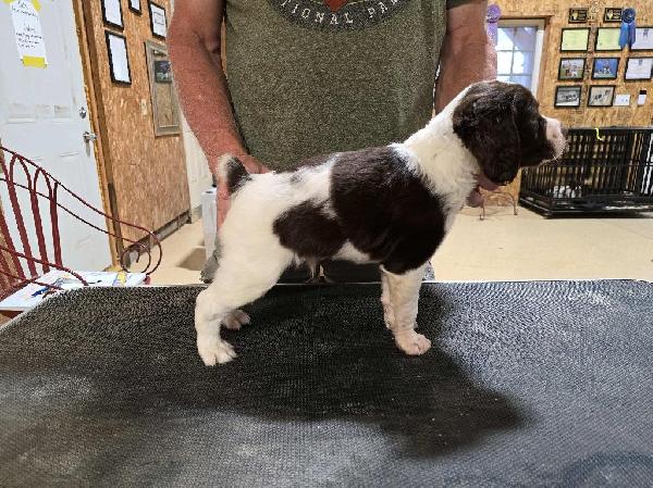 NATIONAL CHAMPION SIRE American Brittany