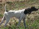 German Shorthair Pointer Male for sale