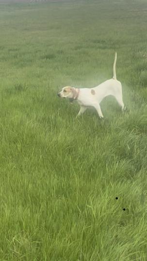 SHE IS NICE, & STYLIST English Pointer