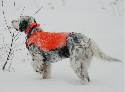 English Setter Pups
