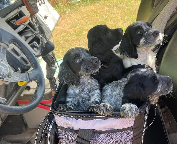 ENGLISH COCKER PUPS - FIELD TRIAL & HUNTING English Cocker Spaniel