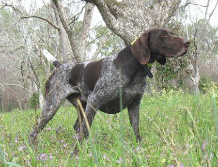 DUAL CH / 2 X NSTRA CHAMPION !!!!!! German Shorthaired Pointer