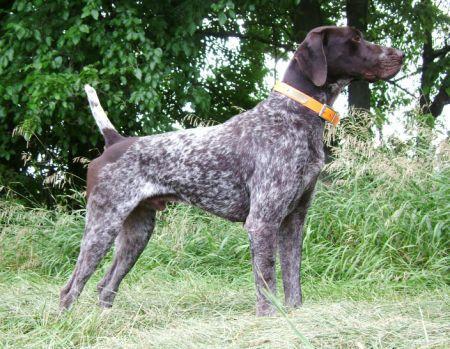 DUAL CH. FIELDMASTERS LOOKING FOR TROUBLE German Shorthaired Pointer
