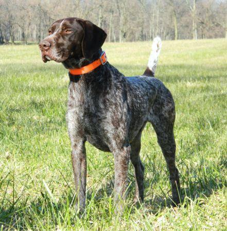 DUAL CH. FIELDMASTERS LOOKING FOR TROUBLE German Shorthaired Pointer