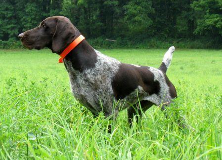 DUAL CH. / 2 X NSTRA CH !!!!!!! German Shorthaired Pointer