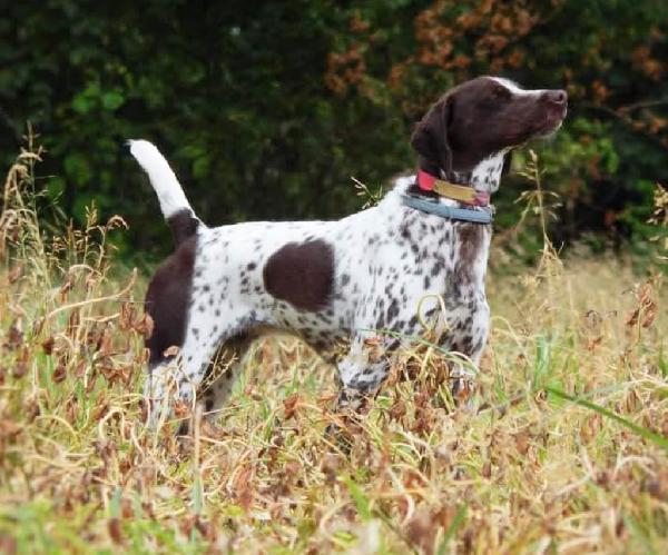 OUTSTANDING REPEAT BREEDING !!!!!!! German Shorthaired Pointer