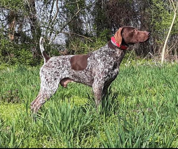 OUTSTANDING REPEAT BREEDING !!!!!!! German Shorthaired Pointer