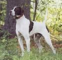 ELHEW MCDOUGAL English Pointer