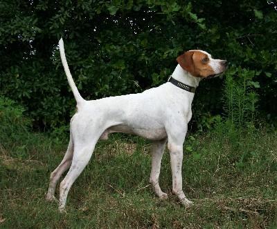 AVAILABLE AT STUD English Pointer