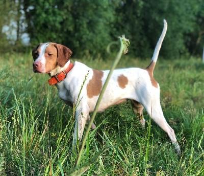 POINTER FEMALE English Pointer