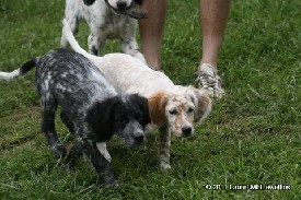 WORLD CLASS FDSB LLEWELLIN SETTER PUPPIES Llewellin Setter