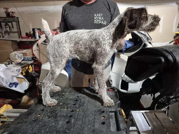 GERMAN WIREHAIR POINTERS German Wirehaired Pointer