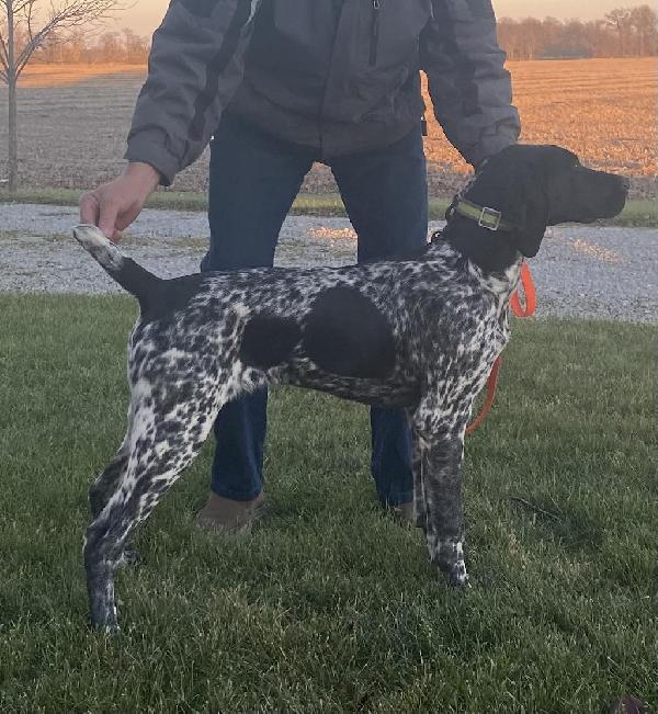 BLACK/WHITE PROVEN MALE AVAILABLE FOR STUD. German Shorthaired Pointer