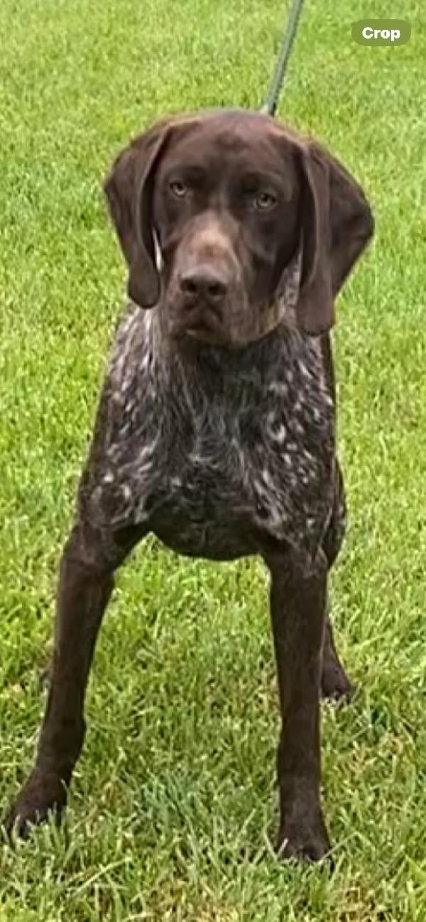 OHIO PUPS German Shorthaired Pointer