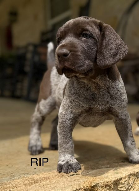 PHOEBE X COLT RIP German Shorthaired Pointer