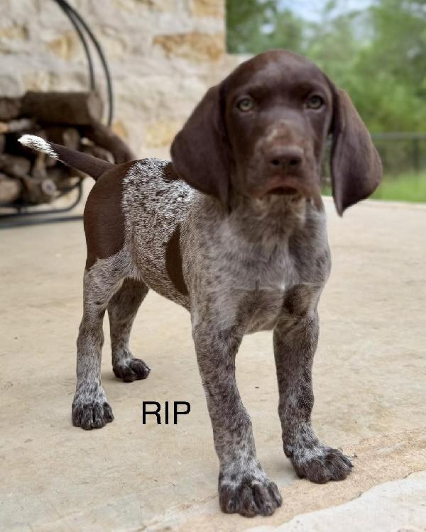 PHOEBE X COLT RIP German Shorthaired Pointer