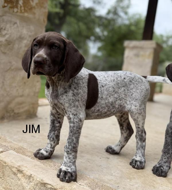 PHOEBE X COLT - JIM German Shorthaired Pointer