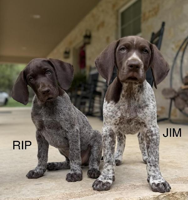 PHOEBE X COLT - JIM German Shorthaired Pointer