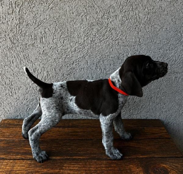 GRETTA X GUS - OTIS German Shorthaired Pointer