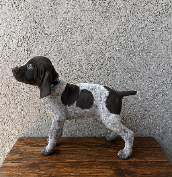 GRETTA X GUS - BEAUX German Shorthaired Pointer