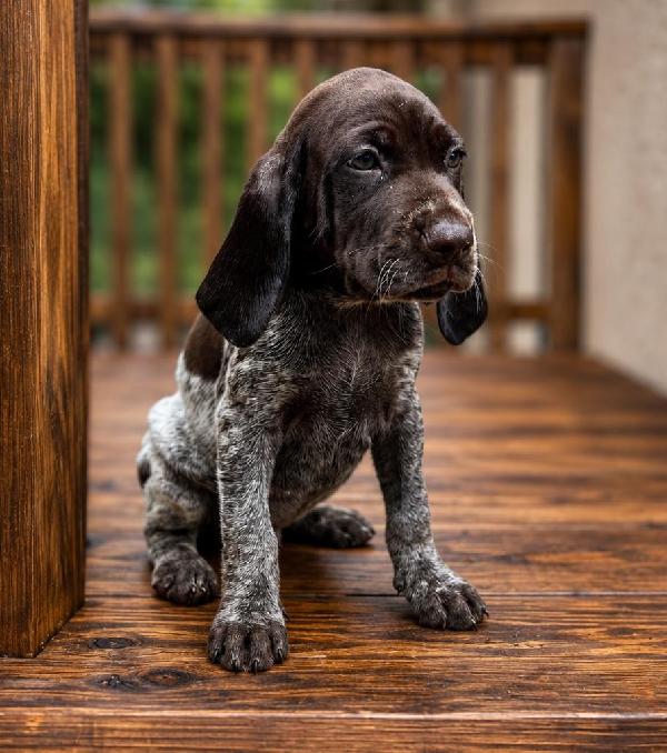 GRETTA X GUS - BUCK German Shorthaired Pointer