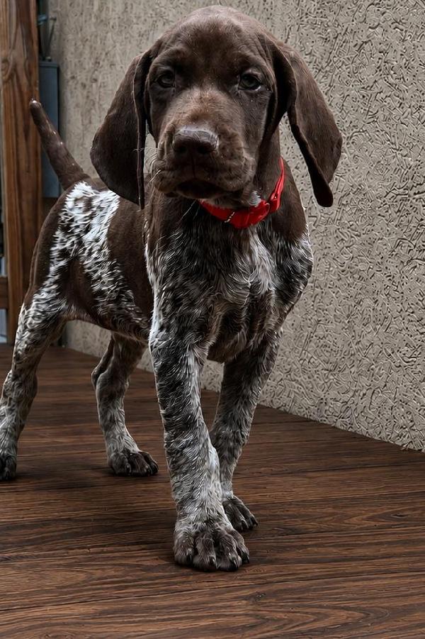 GRETTA X GUS - REMI German Shorthaired Pointer