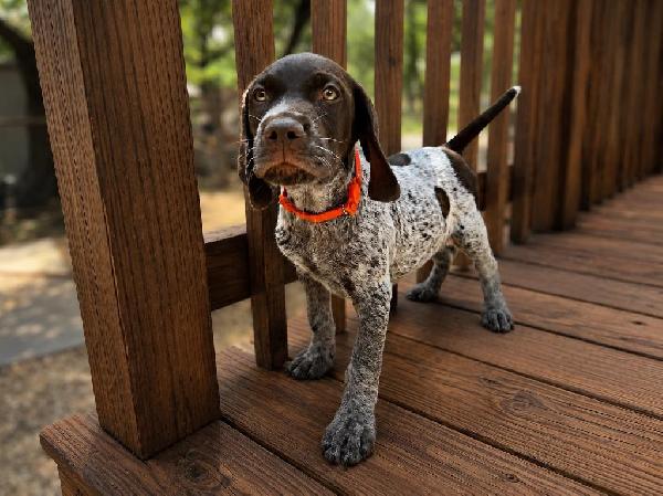 GRETTA X GUS - OTIS German Shorthaired Pointer
