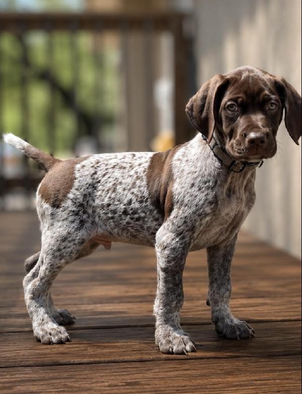 GRETTA X GUS - GUS German Shorthaired Pointer
