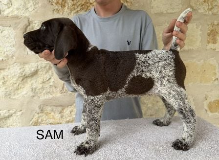 SALLY X COLT / SAM German Shorthaired Pointer