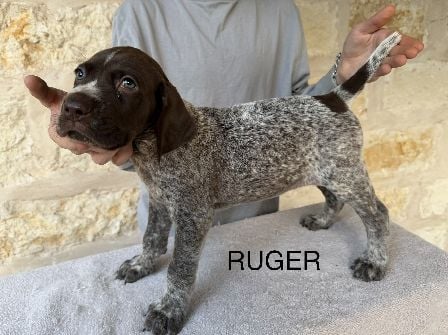 SALLY X COLT / RUGER German Shorthaired Pointer