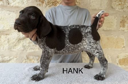 SALLY X COLT / HANK German Shorthaired Pointer