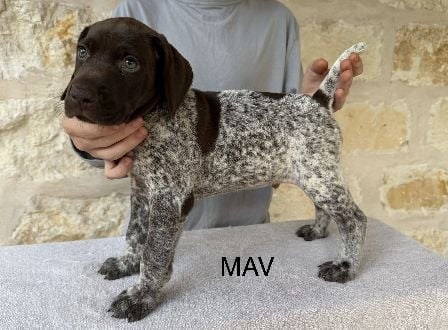 SALLY X COLT / MAV German Shorthaired Pointer