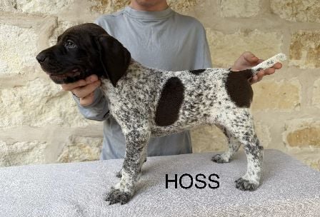 SALLY X COLT / HOSS German Shorthaired Pointer