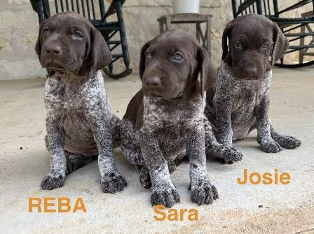 MILLIE X MAX - REBA-SARA-JOSIE German Shorthaired Pointer
