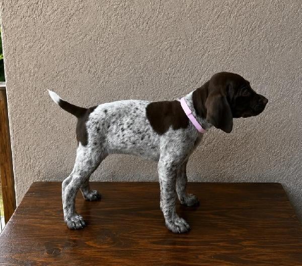 GRETTA X GUS - PHOEBE German Shorthaired Pointer