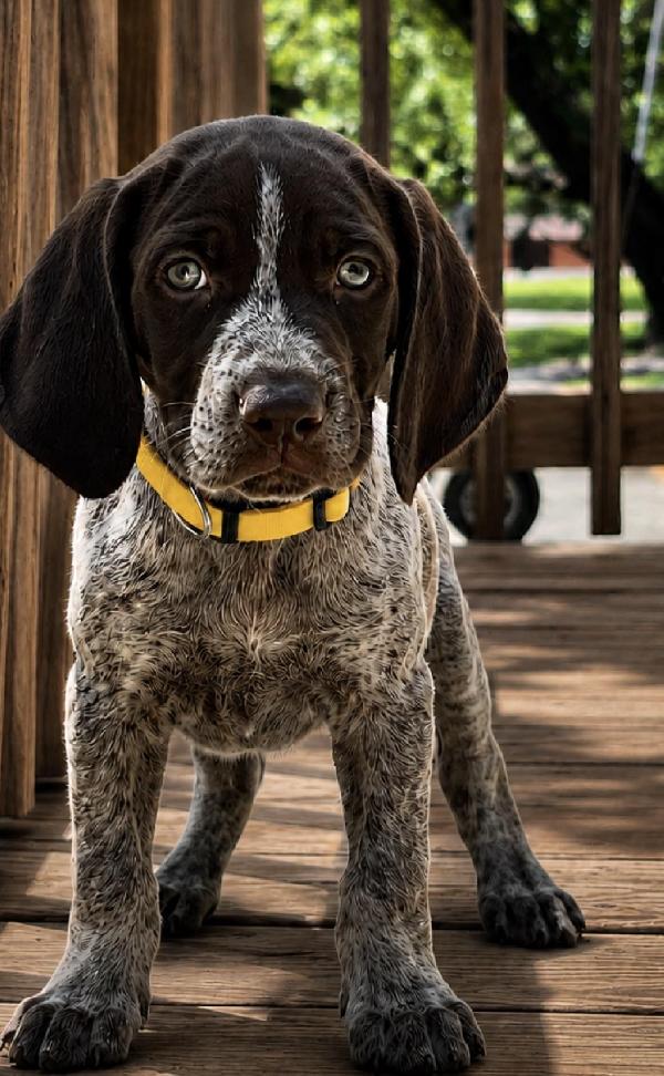 GRETTA X GUS - LILY German Shorthaired Pointer