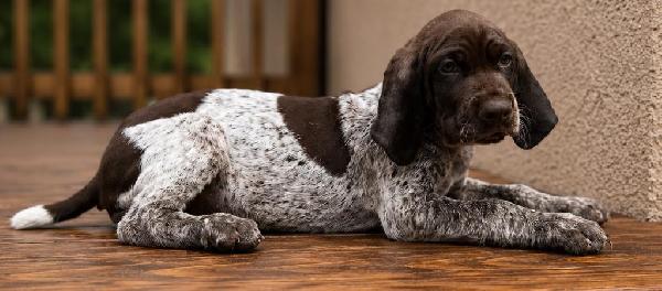 GRETTA X GUS - BUCK German Shorthaired Pointer