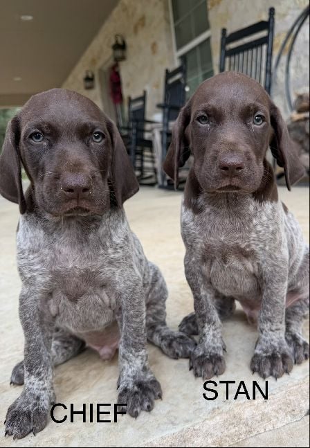 MILLIE X MAX - CHIEF / STAN German Shorthaired Pointer